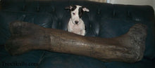 Load image into Gallery viewer, T.rex femur cast replica #3 Hank the T-Rex