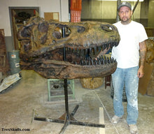 Load image into Gallery viewer, CSI T.rex skull cast replica