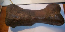Load image into Gallery viewer, Triceratops: Giant Triceratops toe (metatarsal)