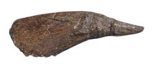 Load image into Gallery viewer, Triceratops Horn cast replica TMF T101