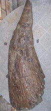 Load image into Gallery viewer, Triceratops Horn cast replica TMF T101