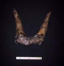 Load image into Gallery viewer, Triceratops Horns cast replica (double horn)