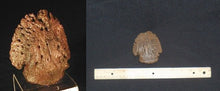 Load image into Gallery viewer, Triceratops Claw cast Ungal foot claw