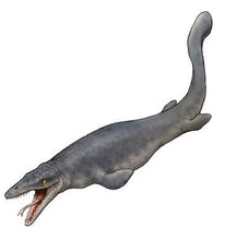 Cargar imagen en el visor de la galería, Platecarpus ictericus, mosasaur skull, marine reptile