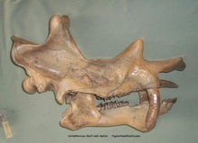 Load image into Gallery viewer, Uintatherium Skeleton Cast Replica