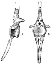 Load image into Gallery viewer, Diplodocus Chevron cast #2 replica