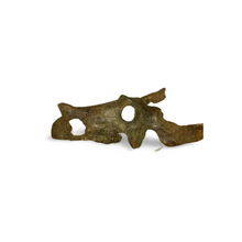 Load image into Gallery viewer, Brachyceratops Fossil Dinosaur skull for sale