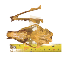 Load image into Gallery viewer, Hesperocyon gregarius skull cast replica (item #RF012)