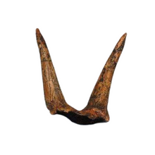 Load image into Gallery viewer, Triceratops Horns cast replica (double horn)