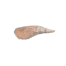 Load image into Gallery viewer, Triceratops Horn cast replica TMF T101