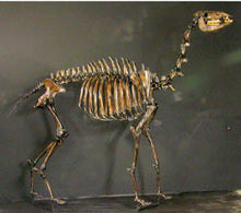 Cargar imagen en el visor de la galería, Camelops Yesterday's Camel Skeleton cast replica (mounted)