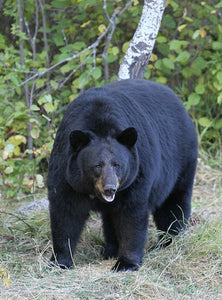 Bear: Footprint Adult Black Bear Footprint #1 Cast Replica