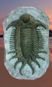 Terataspis grandis (Giant Trilobite) Cast Replica