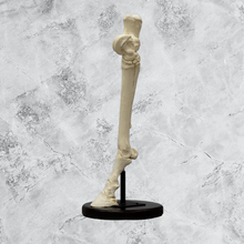 画像をギャラリービューアに読み込む, Horse Horse Hind Foot
Cast Replica