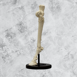 Horse Horse Hind Foot
Cast Replica