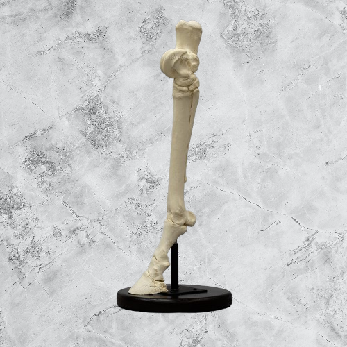 Horse Horse Hind Foot
Cast Replica
