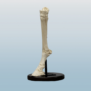 Horse Horse Fore Foot
Cast Replica