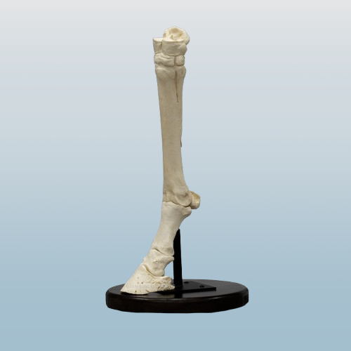 Horse Horse Fore Foot
Cast Replica