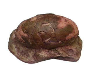 Sauropod Egg V Egg Cast Replica Dinosaur Reproductions