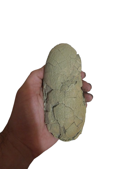 Oviraptor Egg Cast TMF Museum quality Dinosaur Theropod Egg Cast Replica Dinosaur Reproductions