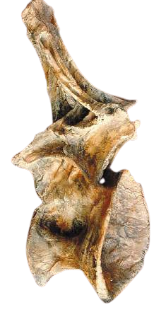 Ultrasaurus Dorsal Vertebra cast replica (item #M18)
