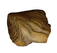 Load image into Gallery viewer, Dwarf Mammoth tooth cast replica