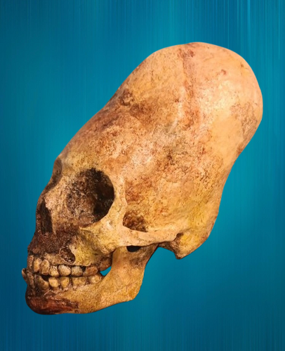 Cinnamon Skull Cast Replica Peruvian Elongated Skull (not an Alien)