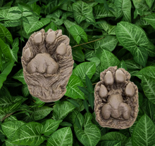 Cargar imagen en el visor de la galería, Mountain Lion (Cougar) 2 footprint cast replicas Mt Lion Tracks #2 and #3