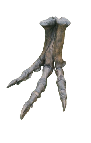 Tyrannosaurus Rex T.rex foot cast replica T-rex
