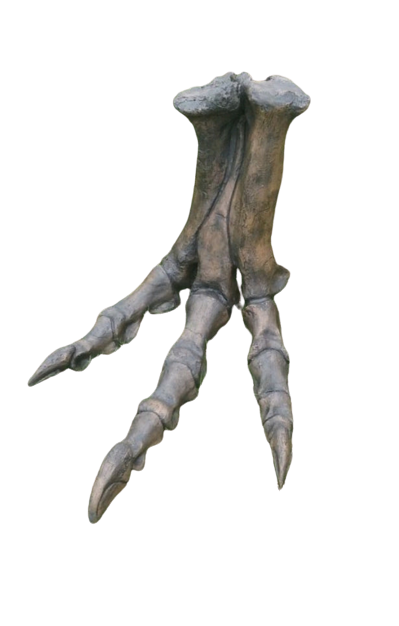 Tyrannosaurus Rex T.rex foot cast replica T-rex