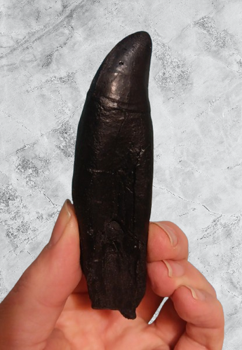 T.rex tooth #5 T-rex 4 3/4