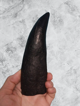 Load image into Gallery viewer, T.rex tooth #8. Large 8&quot; Tyrannosaurus Rex T.rex Fossil tooth for sale T-rex Trex