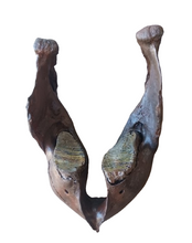 Load image into Gallery viewer, Mammoth Jaw cast replica #1 Pleistocene. Ice Age