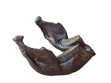 Load image into Gallery viewer, Mammoth Jaw cast replica #1 Pleistocene. Ice Age