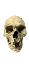 Load image into Gallery viewer, Spanish Conquistador Human Skull with Broad Ax Trauma Human skull Ax cast replica