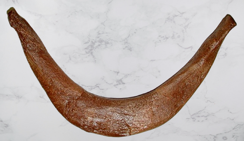 T.rex Tyrannosaurus rex furcula, wishbone cast replica T-rex Trex
