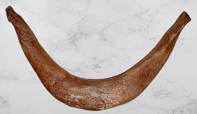 T.rex Tyrannosaurus rex furcula, wishbone cast replica T-rex Trex –  BigfootCasts.com