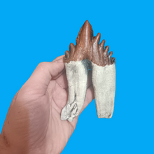 Load image into Gallery viewer, Basilosaurus Giant Prehistoric Basilosaurus, early whale tooth molar, Replica cast replica