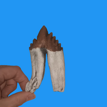 Load image into Gallery viewer, Basilosaurus Giant Prehistoric Basilosaurus, early whale tooth molar, Replica cast replica