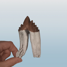 Load image into Gallery viewer, Basilosaurus Giant Prehistoric Basilosaurus, early whale tooth molar, Replica cast replica