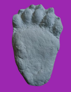 Bear: Footprint Adult Black Bear footprint cast replica