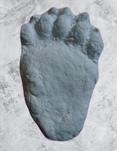 Bear: Footprint Adult Black Bear footprint cast replica