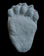 Charger l&#39;image dans la galerie, Bear: Footprint Adult Black Bear footprint cast replica