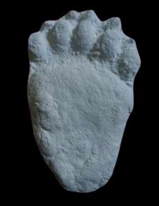 Bear: Footprint Adult Black Bear footprint cast replica