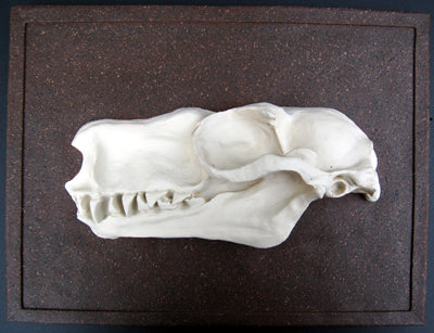 Choeronycteris mexicana, Mexican long-tougned bat skull profile cast replica