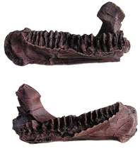 Load image into Gallery viewer, Triceratops Baby Jaw Cast Replica