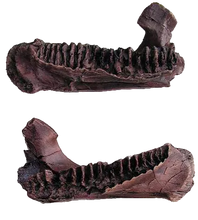Load image into Gallery viewer, Triceratops Baby Jaw Cast Replica