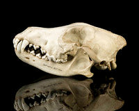 Load image into Gallery viewer, Wolf Skull Cast Replica TMF wolf skull #2