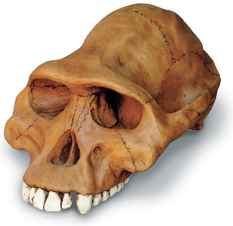 Clearance:  Skull Duggery Lucy Australopithecus afarensis skull replica cast