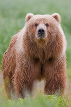 Load image into Gallery viewer, Bear: Kodiak Grizzly #2 Paw Print Kodiak Track Bear Footprint Track Replica